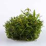 Tropica 1•2•Grow! Proserpinaca palustris "Cuba" in Vitro Cup