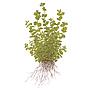 Tropica Micranthemum Umbrosum in vasetto