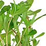 Tropica Nesaea Crassicaulis in vasetto
