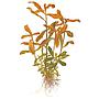 Tropica Nesaea Crassicaulis in vasetto