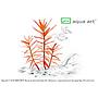 Aqua Art Ammania gracilis in Vitro Cup