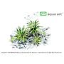 Aqua Art Pogostemon helferi in Vitro Cup