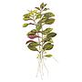 Tropica Ludwigia Repens "Rubin" in vasetto