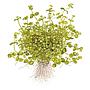 Tropica Bacopa Australis in vasetto