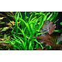 Tropica Microsorum Pteropus "Narrow" in vasetto