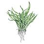 Tropica Microsorum Pteropus "Narrow" in vasetto