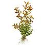Tropica Rotala Rotundifolia in vasetto