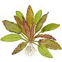 Tropica Echinodorus Red Diamond in vasetto