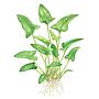 Tropica Anubias Gracilis in vasetto