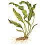 Tropica Aponogeton Ulvaceus bulbo