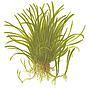 Tropica Lilaeopsis Brasiliensis in vasetto