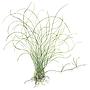 Tropica Eleocharis "Parvula" in vasetto