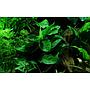 Tropica Anubias Barteri Nana in vasetto
