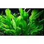 Tropica Echinodorus Bleheri "Paniculatus" in vasetto