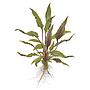 Tropica Cryptocoryne Beckettii "Petchii" in vasetto