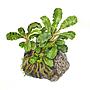 Tropica Bucephalandra 'Wavy Green'