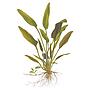 Tropica Single Package Cryptocoryne Willisii vasetto