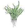 Tropica Single Package Microsorium Pteropus narrow vasetto