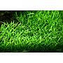 Tropica Single Package Lilaeopsis Brasiliensis vasetto