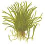 Tropica Single Package Lilaeopsis Brasiliensis vasetto