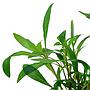 Tropica Single Package Hygrophila Siamensis 53B vasetto