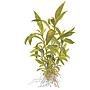 Tropica Single Package Hygrophila Siamensis 53B vasetto