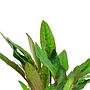 Tropica Single Package Cryptocoryne Beckettii "Petchii" vasetto