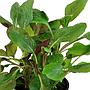 Tropica Single Package Lobelia Cardinalis vasetto
