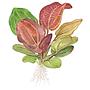 Tropica Single Package Echinodorus Reni vasetto