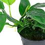 Tropica Single Package Anubias Barteri Nana vasetto