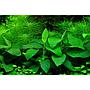 Tropica Single Package Anubias Barteri Nana vasetto