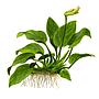 Tropica Single Package Anubias Barteri Nana vasetto