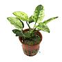 Tropica Anubias barteri var. nana ’Pinto’