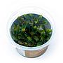 Aqua Art Bucephalandra sp. "Ulysses" in Cup Vitro