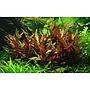 Tropica Alternanthera reineckii "Pink"
