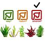 Tropica 1•2•Grow! Pianta Micranthemum  callitrichoides "Cuba" in Vitro Cup