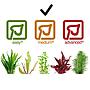 Tropica 1•2•Grow! Pianta Vesicularia montagnei "Christmas" in Vitro Cup