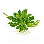 Tropica 1•2•Grow! Pianta Echinodorus grisebachii 'Tropica' in Vitro Cup