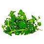 Tropica 1•2•Grow! Pianta Hygrophila serpyllum in Vitro Cup