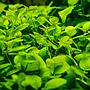 Tropica 1•2•Grow! Pianta Hygrophila serpyllum in Vitro Cup