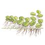 Tropica 1•2•Grow! Pianta Spirodela polyrrhiza in Vitro Cup