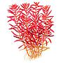 Tropica 1•2•Grow! Pianta Rotala rotundifolia 'Blood Red' in Vitro Cup