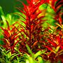 Tropica 1•2•Grow! Pianta Rotala rotundifolia 'Blood Red' in Vitro Cup