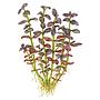 Tropica Pianta Bacopa salzmanni 'Purple' in vasetto