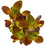 Tropica Pianta Bacopa salzmanni 'Purple' in vasetto