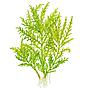 Tropica 1•2•Grow! Pianta Hygrophila odora in Vitro Cup