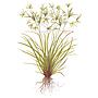 Tropica Pianta Cyperus helferi in vasetto