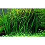 Tropica Pianta Cyperus helferi in vasetto