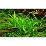Tropica Pianta Sagittaria subulata in vasetto