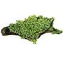 Tropica 1•2•Grow! Pianta Riccardia chamedryfolia in Vitro Cup